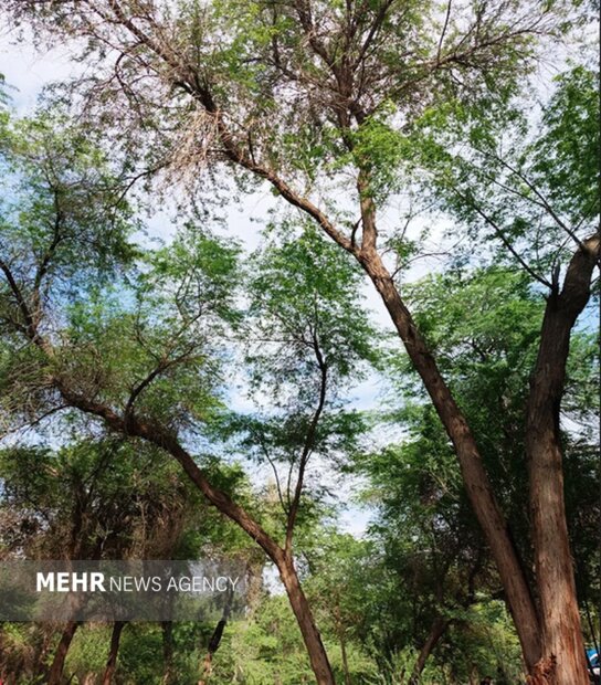 گمبوعه؛ از جنگل دستکاشت تا الگوی توسعه سبز در خوزستان گمبوعه؛ از جنگل دستکاشت تا الگوی توسعه سبز در خوزستان