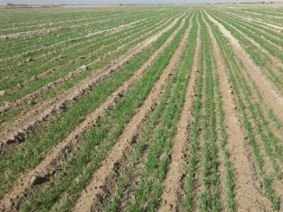 120 هزار هکتار اراضی استان بوشهر به کشت گندم اختصاص یافت