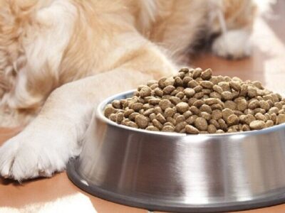 توقیف محموله غذای حیوانات خانگی در قشم