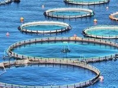 تولید14 هزار و 250 تن ماهی/ بهره‌برداری از 21 مزرعه در سواحل بوشهر