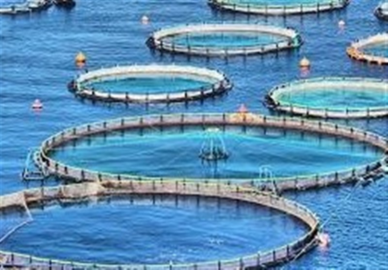 تولید14 هزار و 250 تن ماهی/ بهرهبرداری از 21 مزرعه در سواحل بوشهر