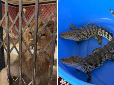 قاچاق حیات‌وحش در استان تهران؛ کشف شیر، عقاب طلایی و تمساح