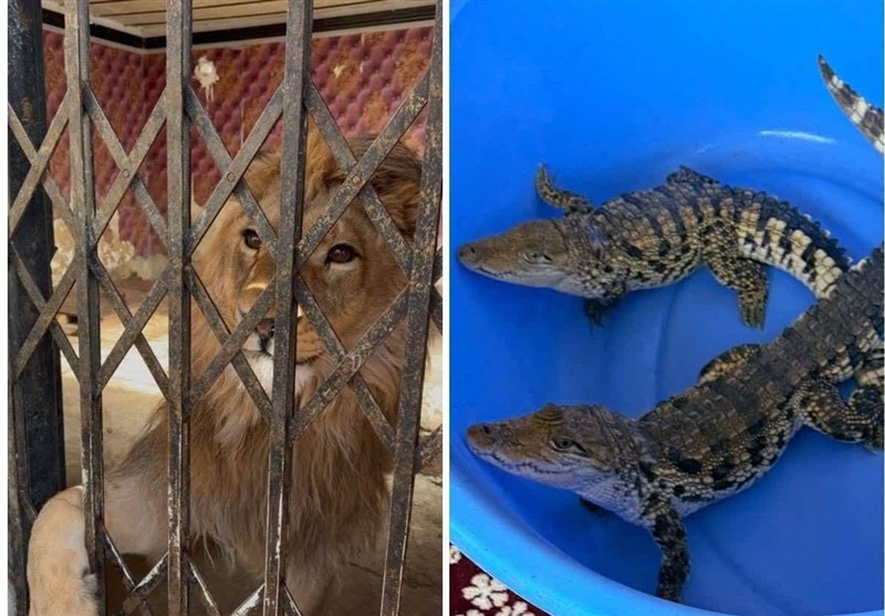 قاچاق حیات‌وحش در استان تهران؛ کشف شیر، عقاب طلایی و تمساح