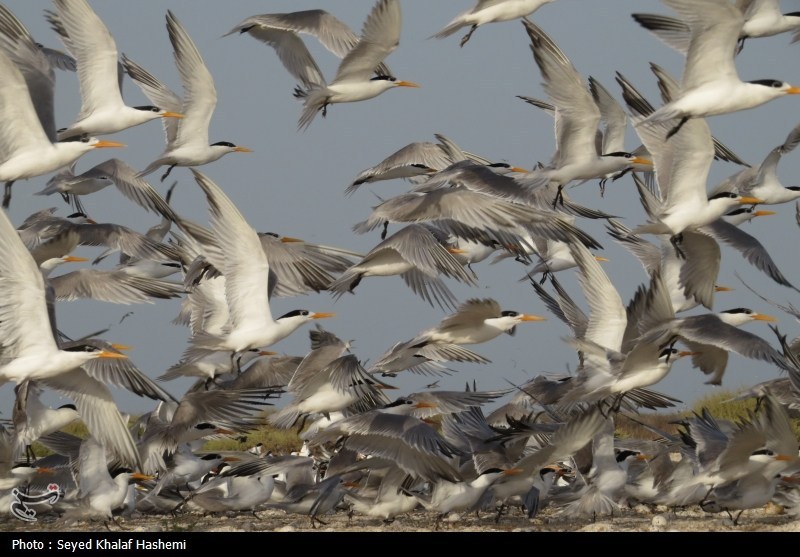 قتلعام پرندگان مهاجر در شمال ایران؛ سکوت قانون!