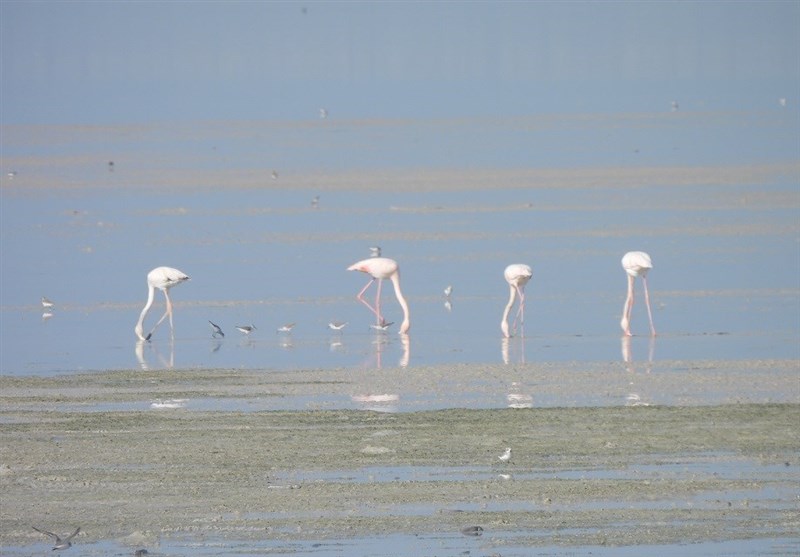 قتلعام پرندگان مهاجر در شمال ایران؛ سکوت قانون! اخبار استان مازندران , اخبار ساری ,