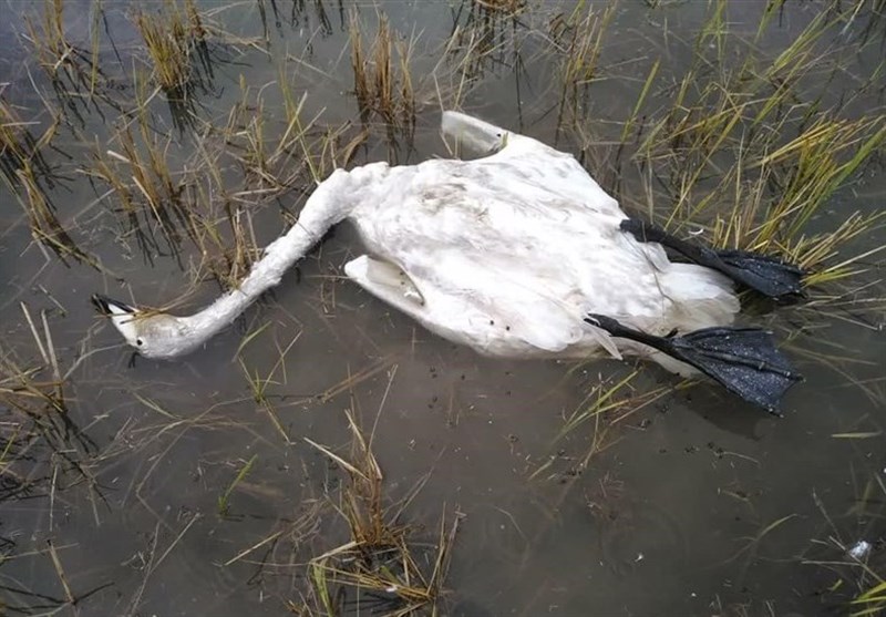 قتلعام پرندگان مهاجر در شمال ایران؛ سکوت قانون! اخبار استان مازندران , اخبار ساری ,