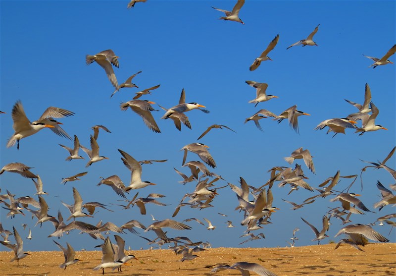 قتلعام پرندگان مهاجر در شمال ایران؛ سکوت قانون! اخبار استان مازندران , اخبار ساری ,