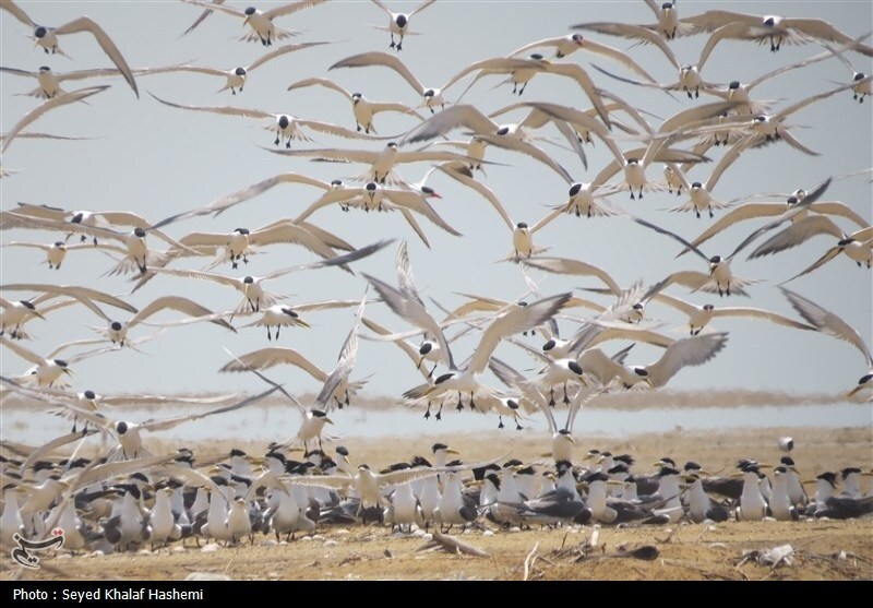 قتلعام پرندگان مهاجر در شمال ایران؛ سکوت قانون! اخبار استان مازندران , اخبار ساری ,