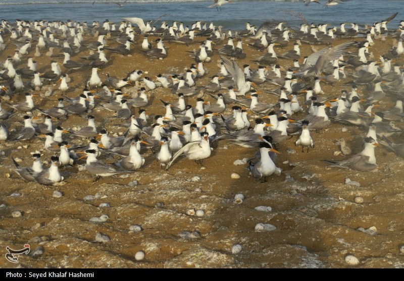 قتلعام پرندگان مهاجر در شمال ایران؛ سکوت قانون! اخبار استان مازندران , اخبار ساری ,