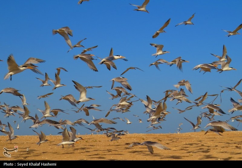 قتلعام پرندگان مهاجر در شمال ایران؛ سکوت قانون! اخبار استان مازندران , اخبار ساری ,