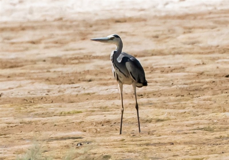 مرگ و زندگی حواصیل‌های خاکستری در تالاب‌های شمال