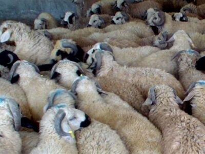 معضل کشتار غیرمجاز دام در کرمانشاه و عواقب آن برای سلامت مردم