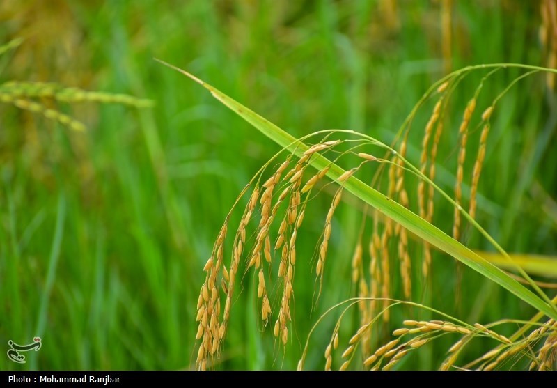 اخبار استان مازندران , اخبار ساری , کشاورزی , 