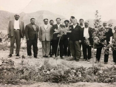 پرداختن به دغدغه اتحاد و محیط زیست؛ چگونه درختان شهر را نجات دادند؟