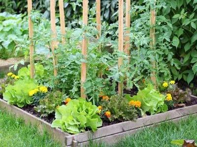 چگونه یک باغچه سبزیجات سبز و پربار در منزل خود داشته باشیم؟