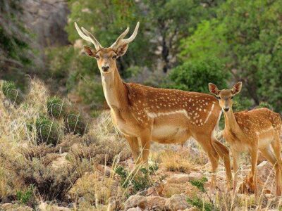گوزن ایرانی چگونه به صهیونیست‌ها تحویل داده شد؛ زنده‌گیری در «یخمور»