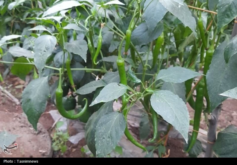 اخبار زنجان , اخبار شهرستان ابهر , 