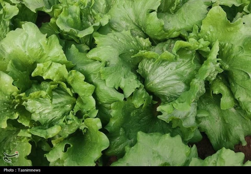 اخبار زنجان , اخبار شهرستان ابهر , 