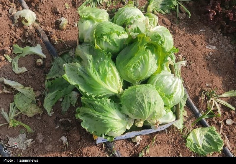 اخبار زنجان , اخبار شهرستان ابهر , 