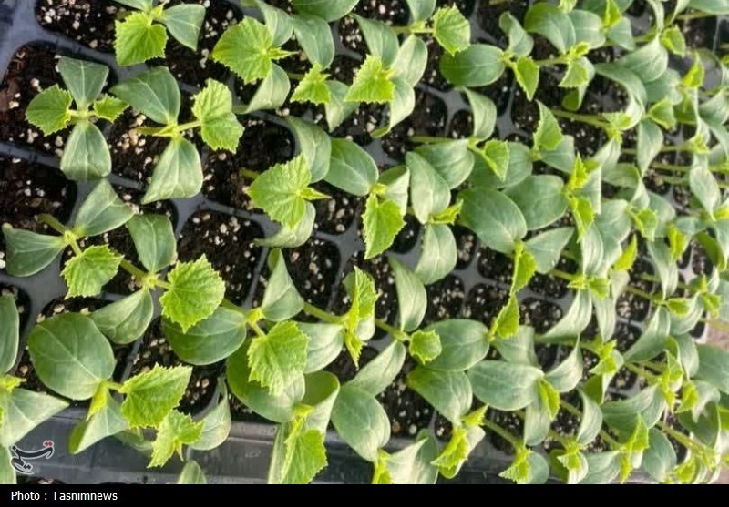 اخبار زنجان , اخبار شهرستان ابهر , 