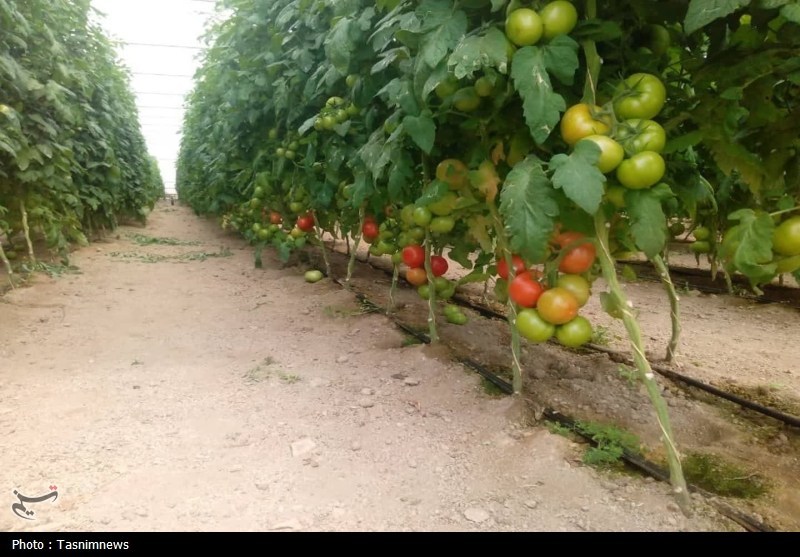 اخبار زنجان , اخبار شهرستان ابهر , 