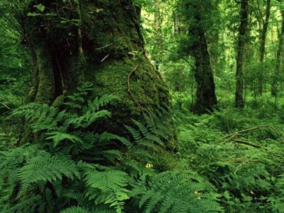 راز ماندگاری جنگل‌های هیرکانی چیست؟