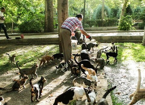 آسیب‌های غذارسانی به حیوانات شهری؛ برهم خوردن تعادل زیستی