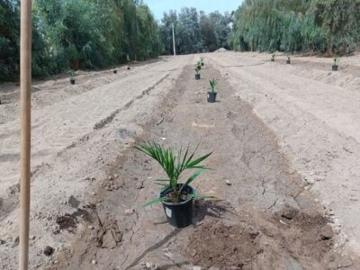 آغاز انتقال نهال‌های کشت‌بافتی خرمای مجول در منطقه بلوچستان