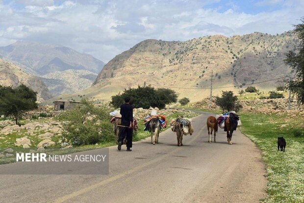 آغاز کوچ بهاره عشایر ایلام؛تمام راه های کوچ ییلاقی باز است