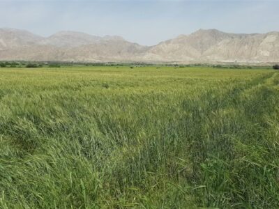 آمادگی کامل برای خرید تضمینی 85 هزار تن گندم دراستان سمنان