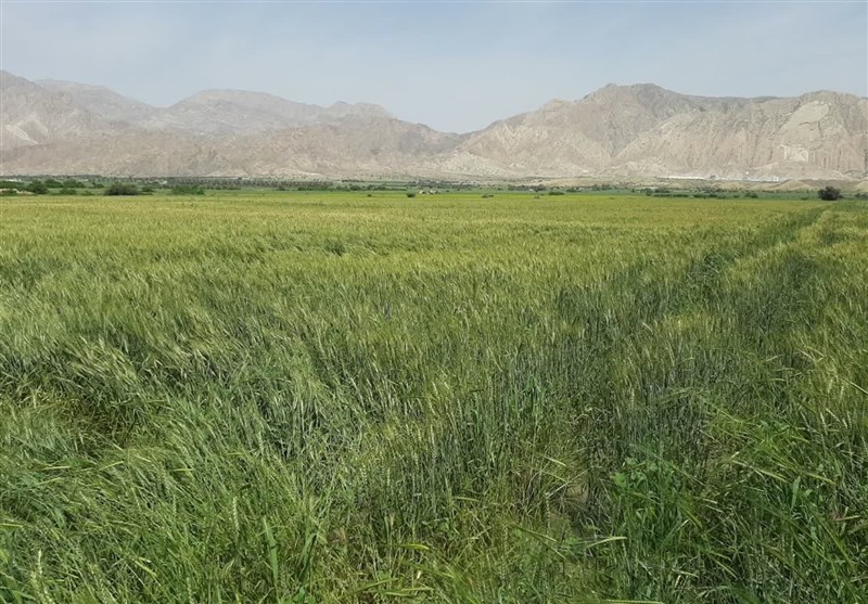 آمادگی کامل برای خرید تضمینی 85 هزار تن گندم دراستان سمنان