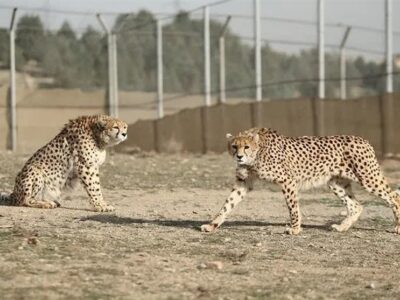 بحران در زیستگاه یوز آسیایی؛ تنها یک یوز نر در مرکز تکثیر توران
