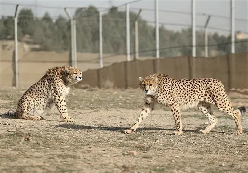 بحران در زیستگاه یوز آسیایی؛ تنها یک یوز نر در مرکز تکثیر توران