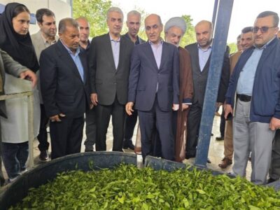 برداشت چای در گیلان به 135 هزار تن می‌رسد