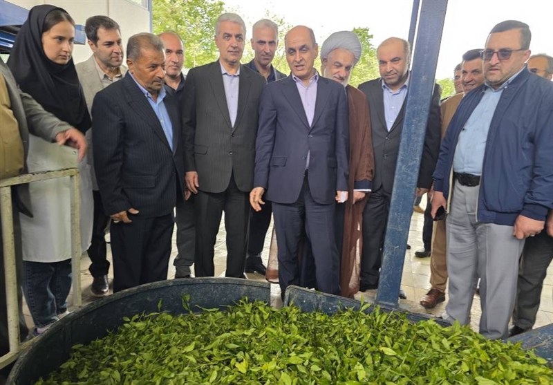 برداشت چای در گیلان به 135 هزار تن می‌رسد