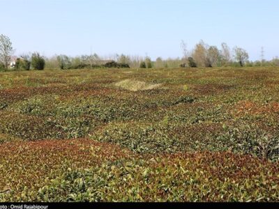 برفِ ناخوانده، باغ‌های اهر را در آغوشِ سرما فرو برد