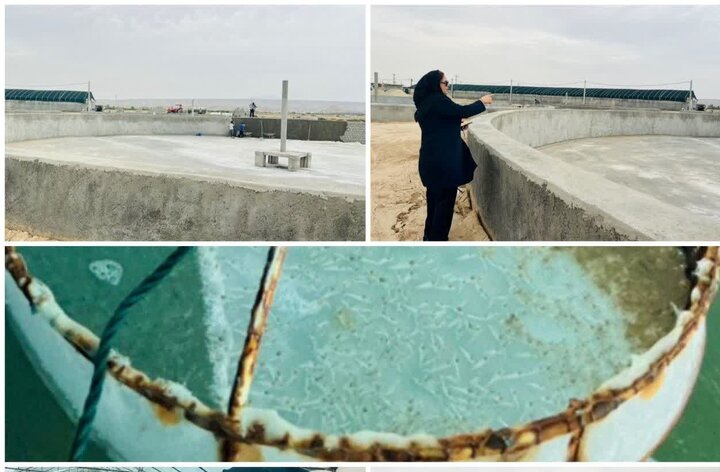 به‌روزرسانی زیرساخت‌های پرورش میگو در استان بوشهر