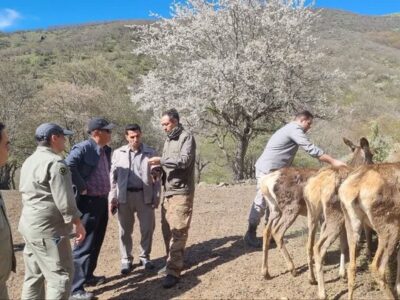 تثبیت ژنتیکی جمعیت مارال در آینالو با انتقال چهار رأس جدید