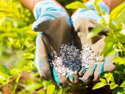 توزیع 106هزارتن کود بین کشاورزان گلستان/محدودیتی برای توزیع وجود ندارد