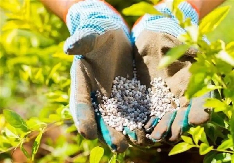 توزیع 106هزارتن کود بین کشاورزان گلستان/محدودیتی برای توزیع وجود ندارد