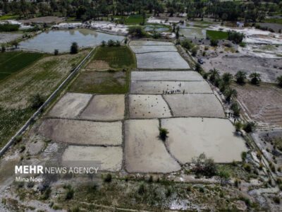 ثبت نشاکاری ۱۲۵ هکتار برنج در نکا