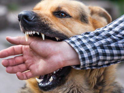 ثبت ۳۲ مورد حیوان‌ گزیدگی در بیجار طی ایام نوروز