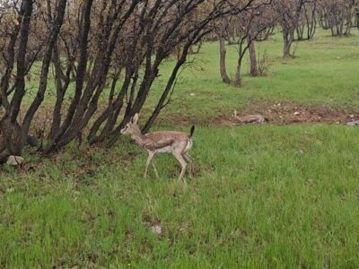 دزفولی‌نژاد: شکار و قاچاق حیات وحش جرمی نابخشودنی است