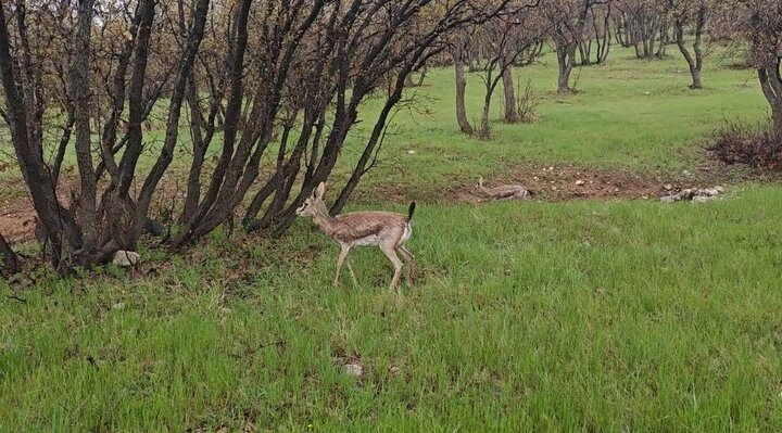 دزفولی‌نژاد: شکار و قاچاق حیات وحش جرمی نابخشودنی است