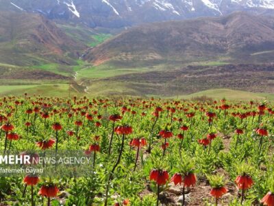 دشت لاله های واژگون گلپایگان، ظرفیتی کم‌نظیر برای توسعه گردشگری طبیعی