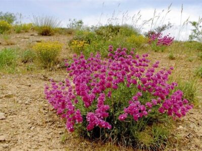 رستاخیز سبز در کالبد کویر؛ وقتی باران نسخه «داروخانه طبیعت» را پیچید