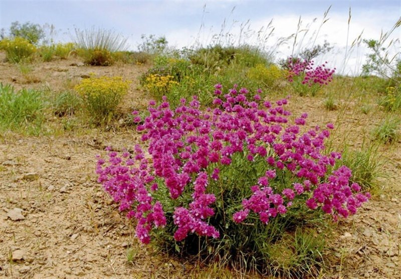 رستاخیز سبز در کالبد کویر؛ وقتی باران نسخه «داروخانه طبیعت» را پیچید