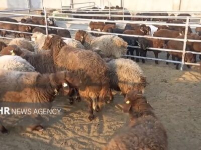 زنجیره سرقت احشام در بسطام پاره شد؛ دستگیری ۴ سارق و یک مالخر