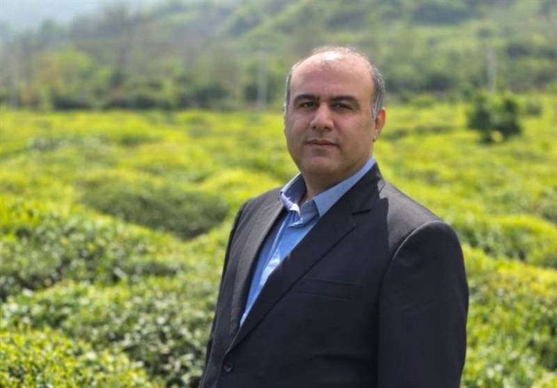 لنگرود قهرمان پرداخت مطالبات چای/ 3 ماه زودتر از سایر شهرستان‌ها