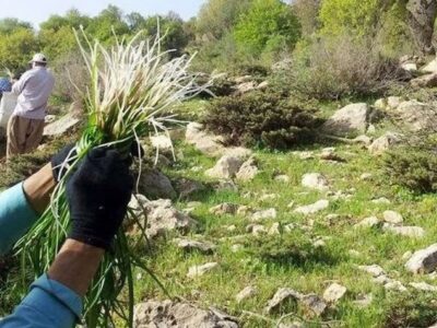 ممنوعیت برداشت گیاهان دارویی در سمنان؛ برخورد قضایی در انتظار متخلفان